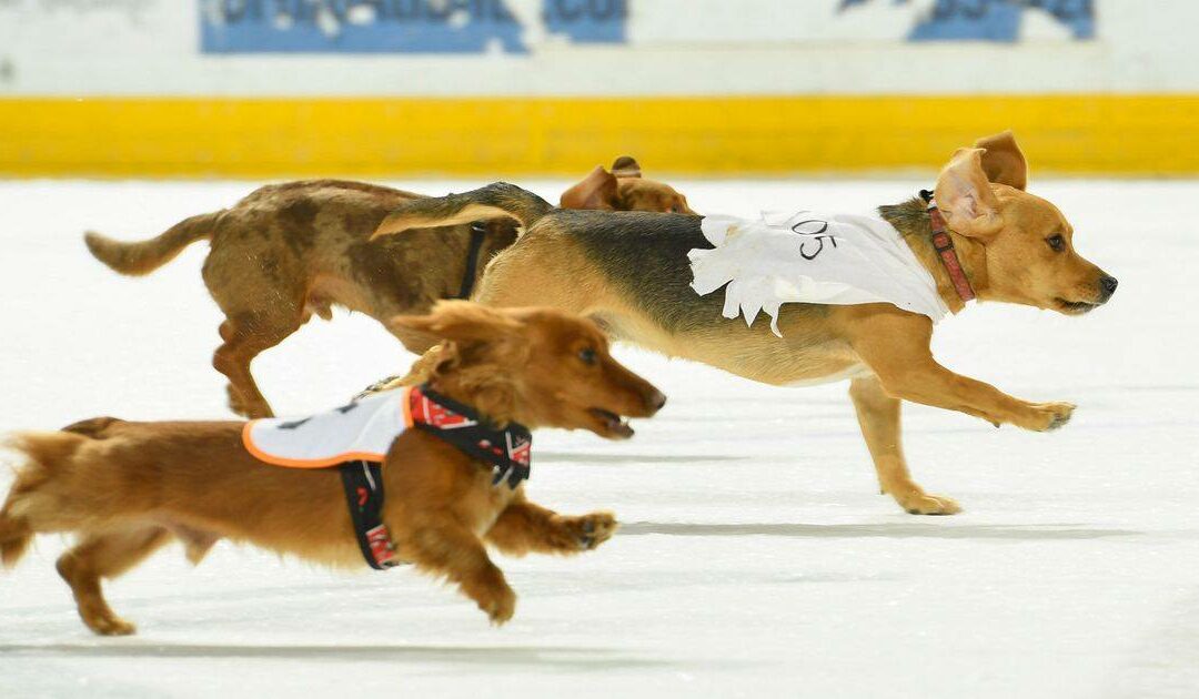 1st Annual Maryland Black Bears Wiener Dog Race Planned for Friday
