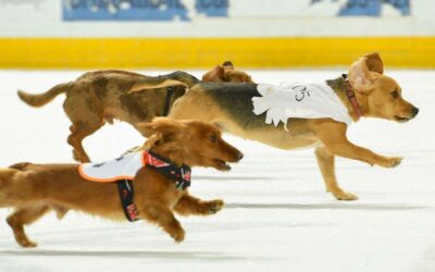 1st Annual Maryland Black Bears Wiener Dog Race Planned for Friday
